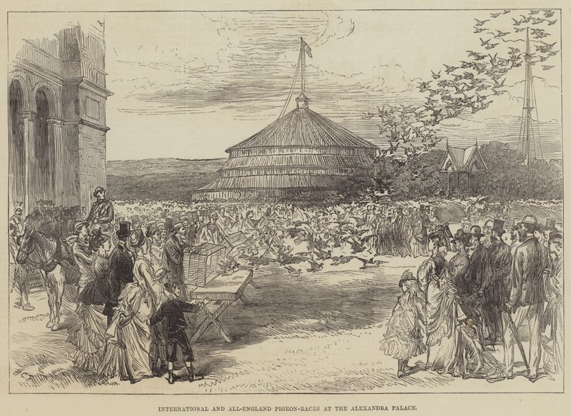 Międzynarodowe i ogólnoangielskie wyścigi gołębi w Alexandra Palace autorstwa Sir John Charles Robinson