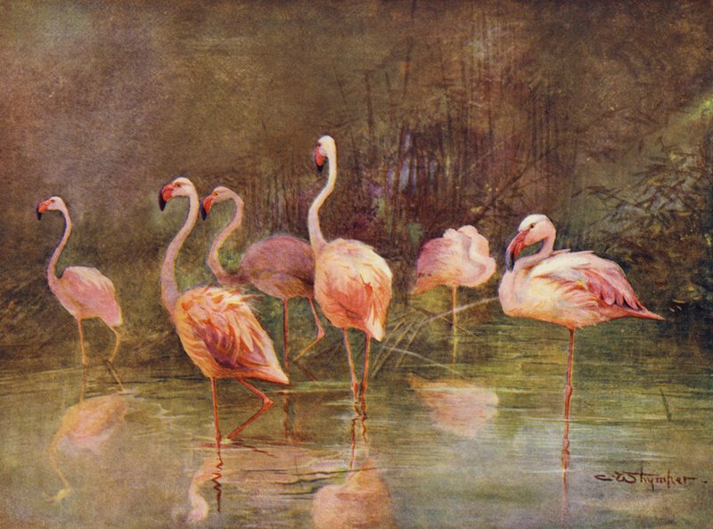 Flamingi (kolor lito) autorstwa Charles (after) Whymper