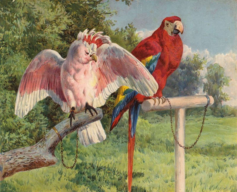 Kakadu i Ara (chromolitho) autorstwa Charles Collins