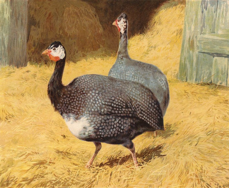Perliczka (chromolitho) autorstwa Charles Collins