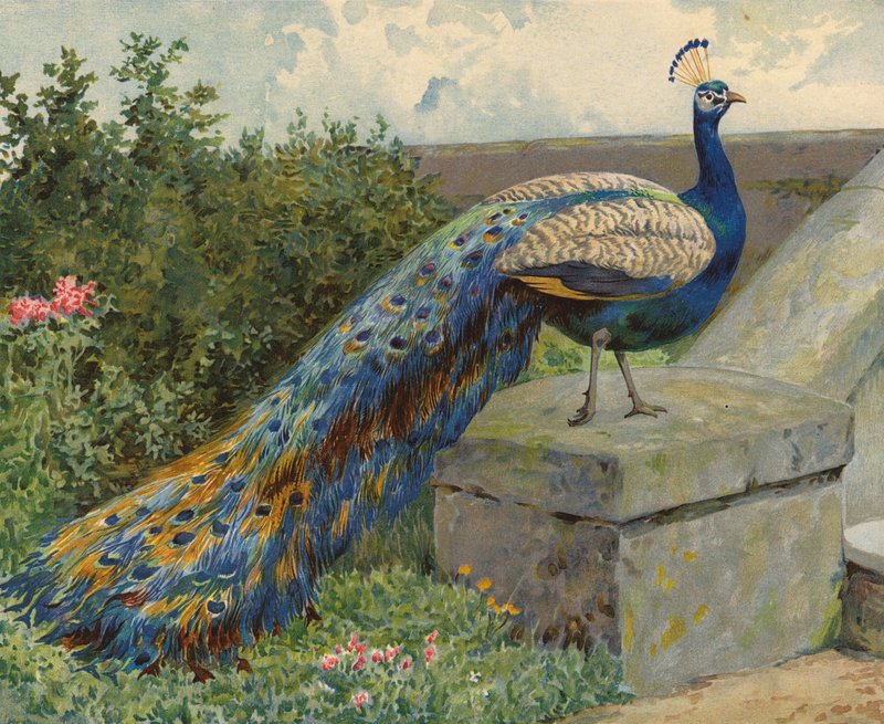 Paw (chromolitho) autorstwa Charles Collins
