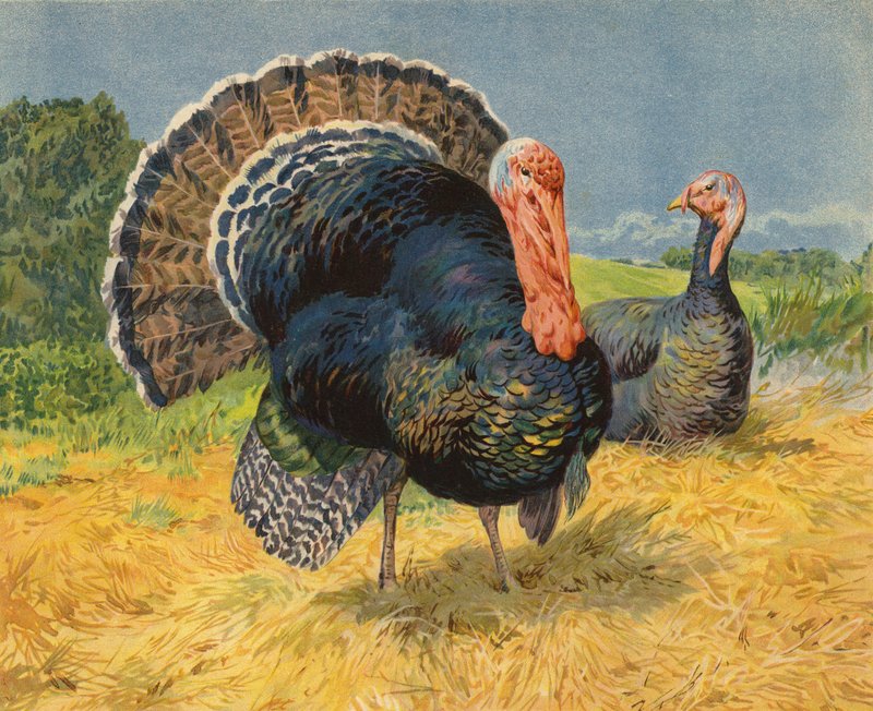 Indyki (chromolitho) autorstwa Charles Collins
