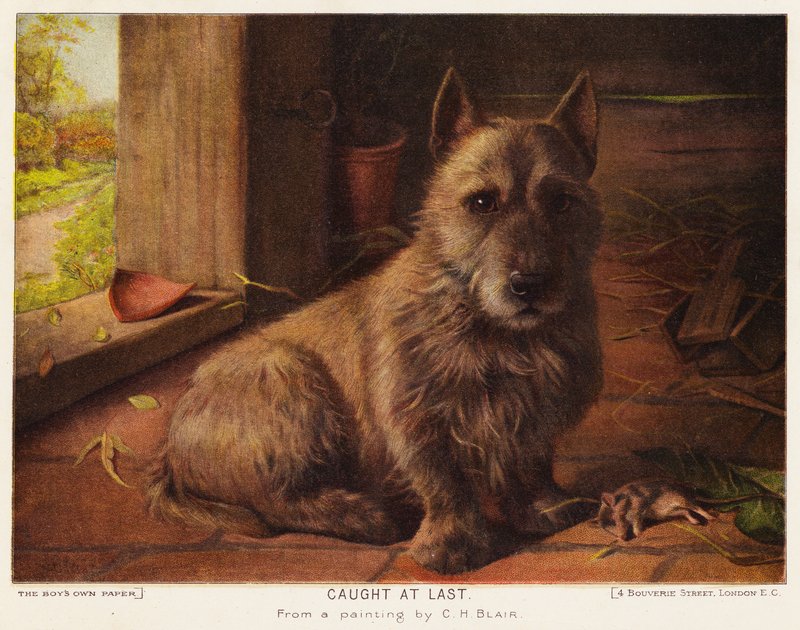 Caught at Last (kolor lito) autorstwa Charles Henry Blair