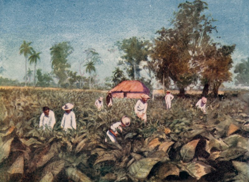 Plantacja tytoniu, Kuba (kolor lito) autorstwa Claude Pratt