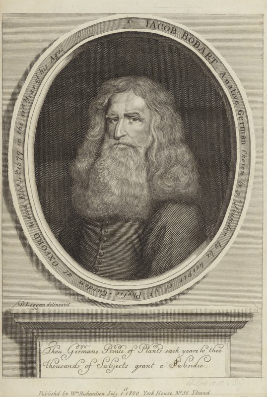 Jakub Bobart autorstwa David Loggan