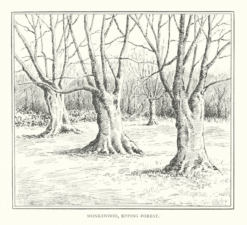 Monkswood, Epping Forest (litografia) autorstwa Duncan Moul