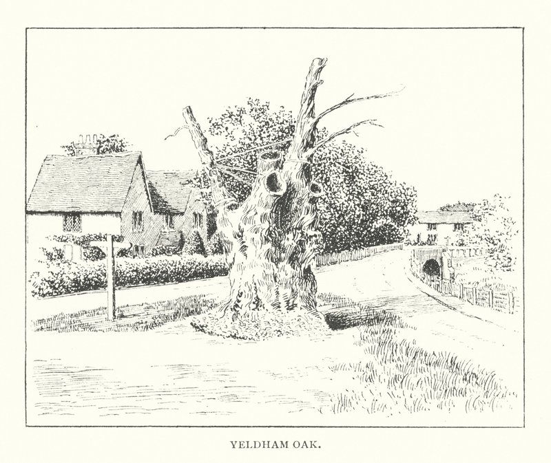 Yeldham Oak (litografia) autorstwa Duncan Moul