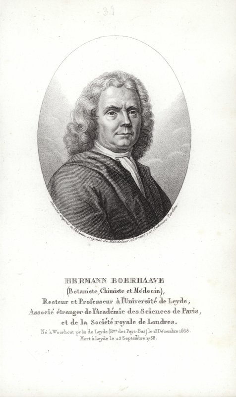 Herman Boerhaave autorstwa Dutch School