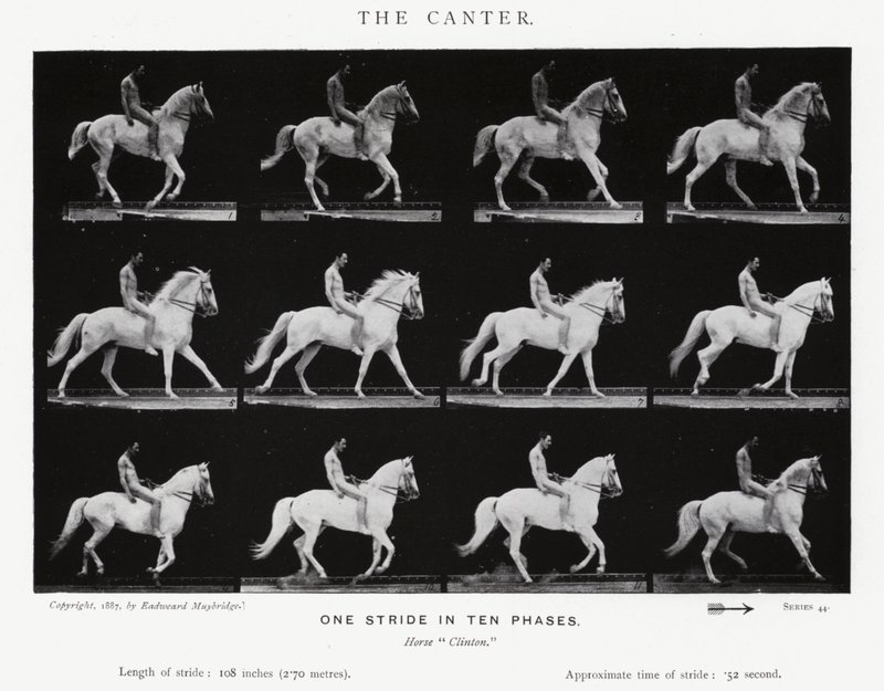 Eadweard Muybridge: Canter (zdjęcie czarno-białe) autorstwa Eadweard Muybridge