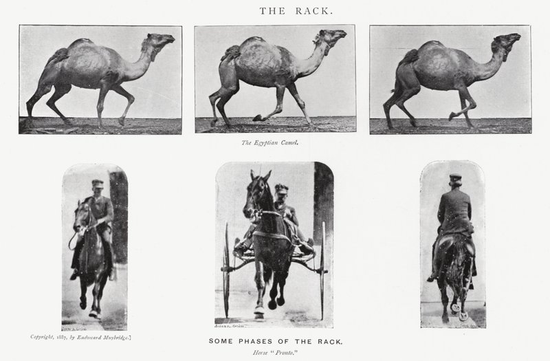 Eadweard Muybridge: Stojak autorstwa Eadweard Muybridge
