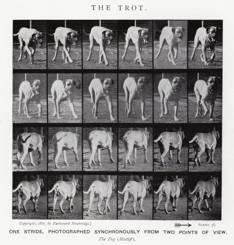 Eadweard Muybridge: Kłus (zdjęcie czarno-białe) autorstwa Eadweard Muybridge