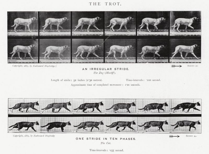 Eadweard Muybridge: Kłus (zdjęcie czarno-białe) autorstwa Eadweard Muybridge