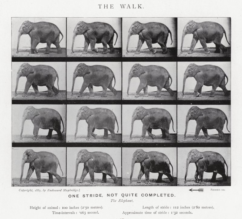 Eadweard Muybridge: The Walk autorstwa Eadweard Muybridge