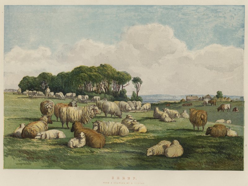 Owce (chromolitho) autorstwa Edward Duncan
