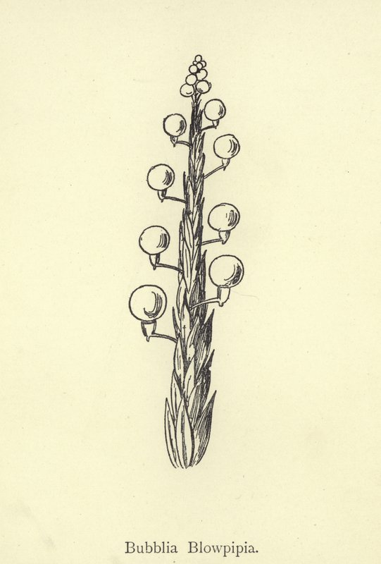 Bubblia Blowpipia autorstwa Edward Lear