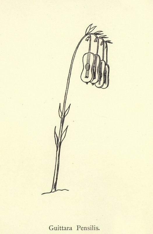 Guittara Pensilis autorstwa Edward Lear