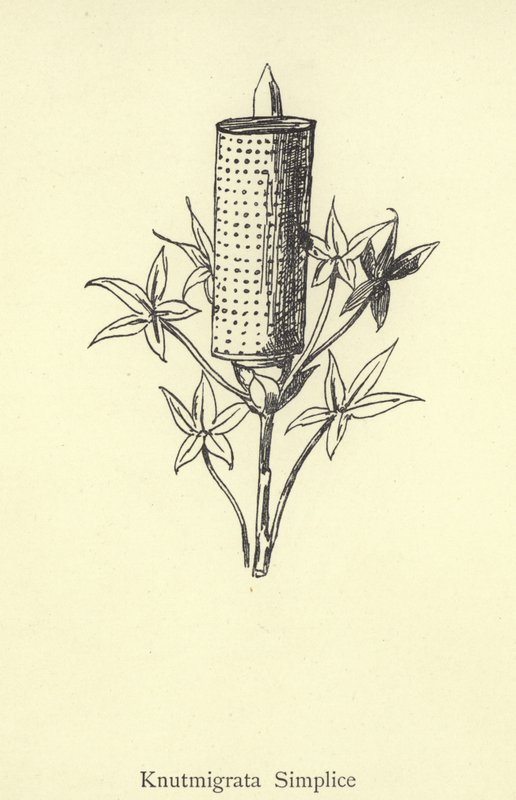 Knutmigrata Prosta autorstwa Edward Lear