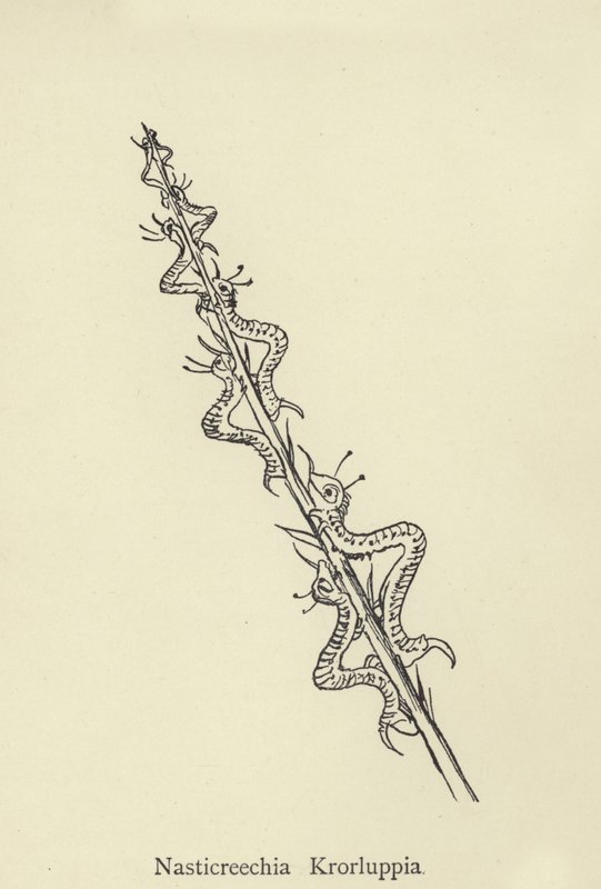 Nasticreechia Krorluppia autorstwa Edward Lear