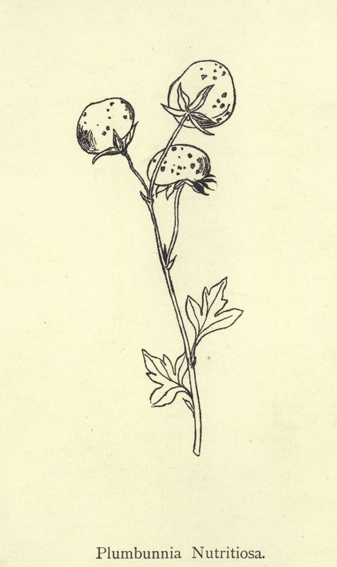 Plumbunnia Nutritiosa autorstwa Edward Lear