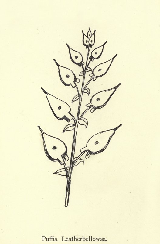 Puffia Leatherbellowsa autorstwa Edward Lear