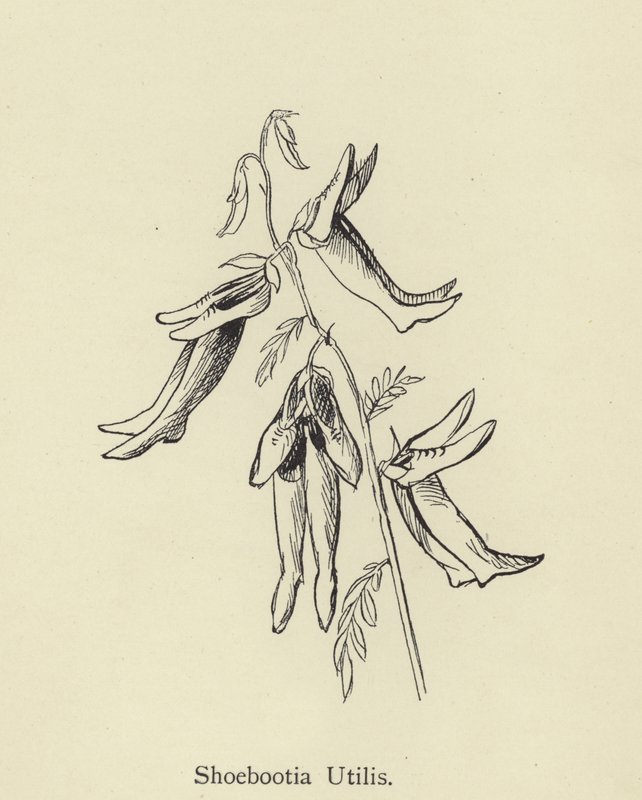 Shoebootia Utilis autorstwa Edward Lear