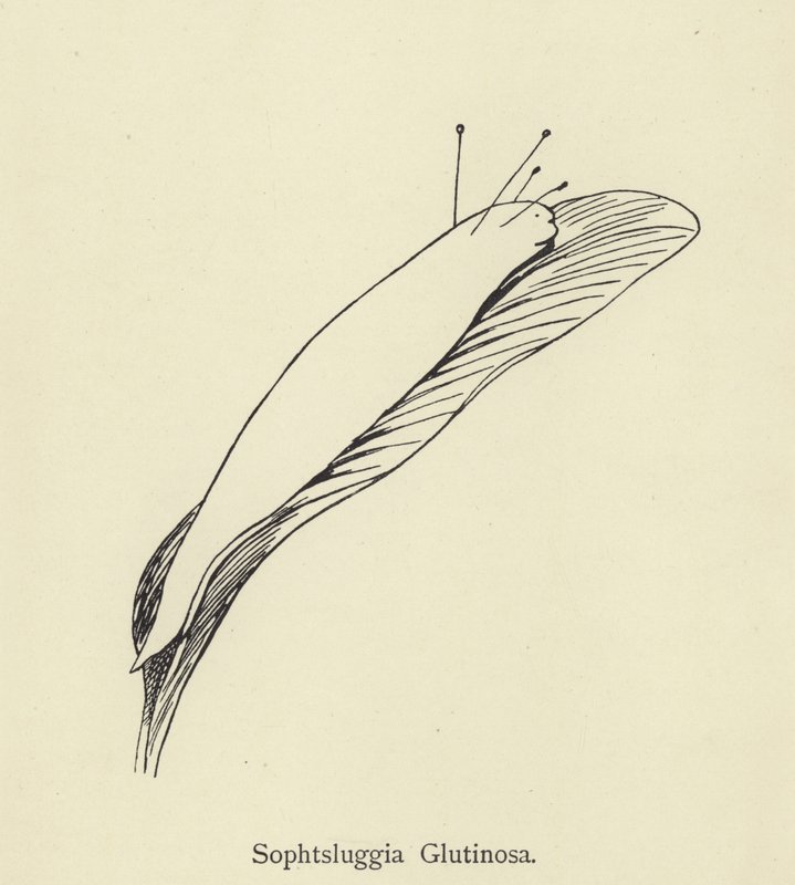 Sophtsluggia Glutinosa autorstwa Edward Lear