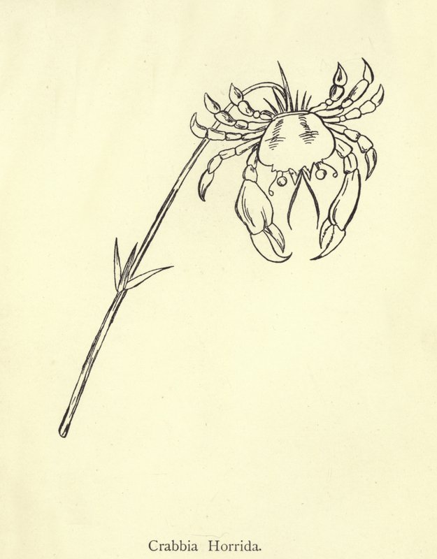 Crabbia Horrida autorstwa Edward Lear