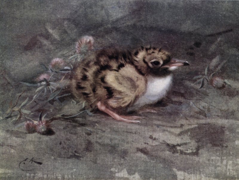 Młoda nastolatka autorstwa Edwin John Alexander