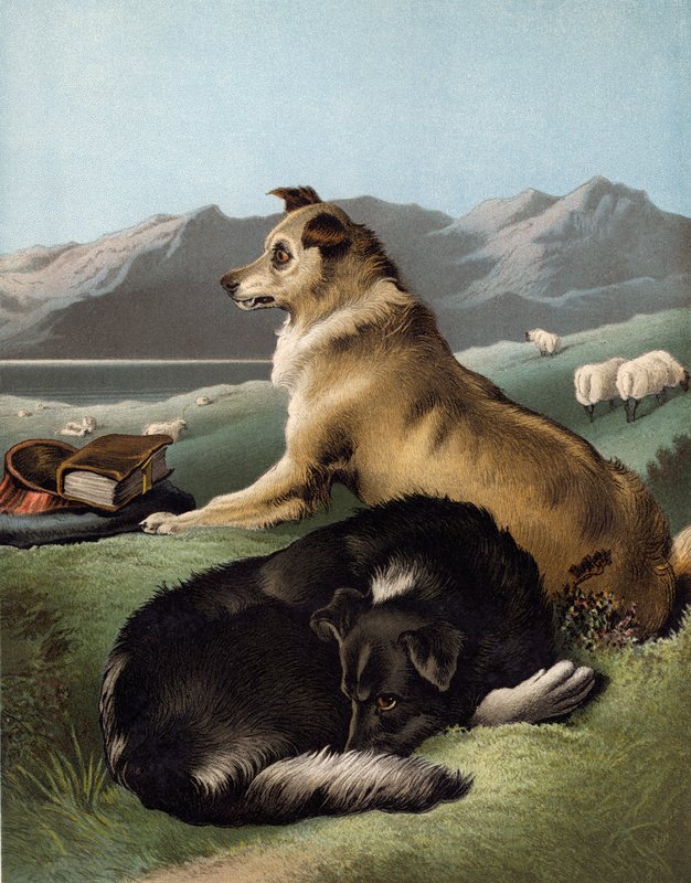 psy rasy collie autorstwa Edwin after Landseer