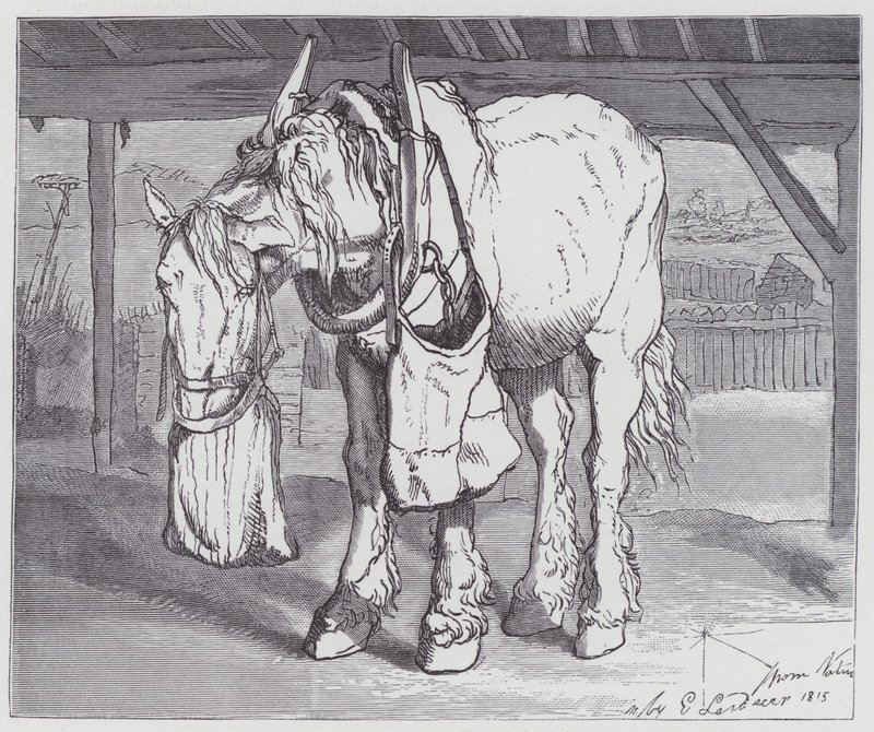 Koń wozowy autorstwa Edwin (after) Landseer
