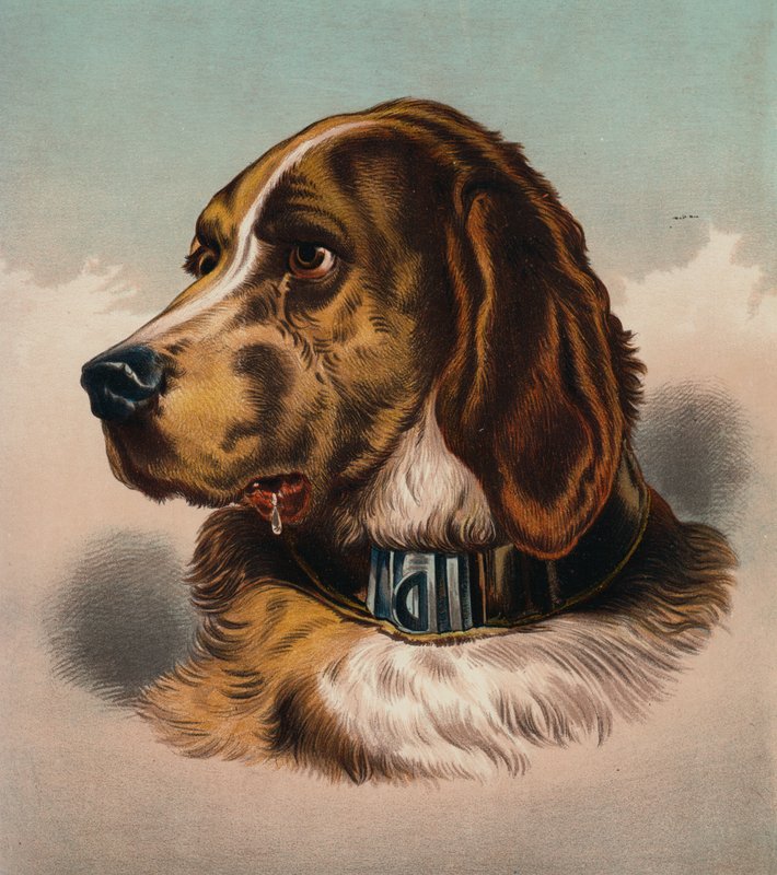 The Blood Hound () (kolorowa litografia) autorstwa Edwin (after) Landseer