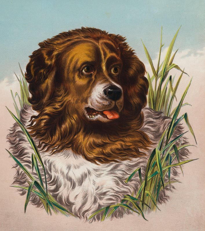 Nowa Fundlandia (kolorowa litografia) autorstwa Edwin (after) Landseer
