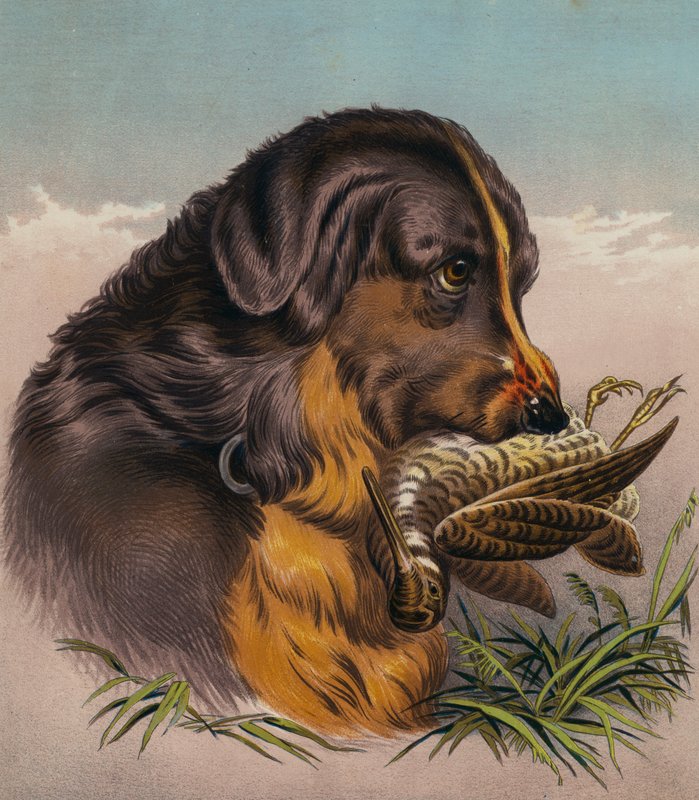 Retriever (kolorowa litografia) autorstwa Edwin (after) Landseer