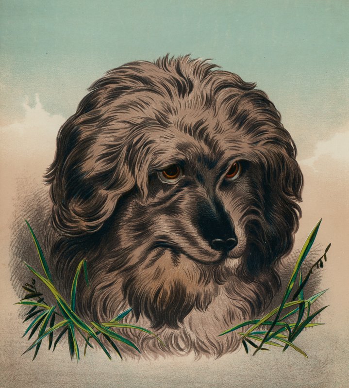 Skye Terrier (kolorowa litografia) autorstwa Edwin (after) Landseer