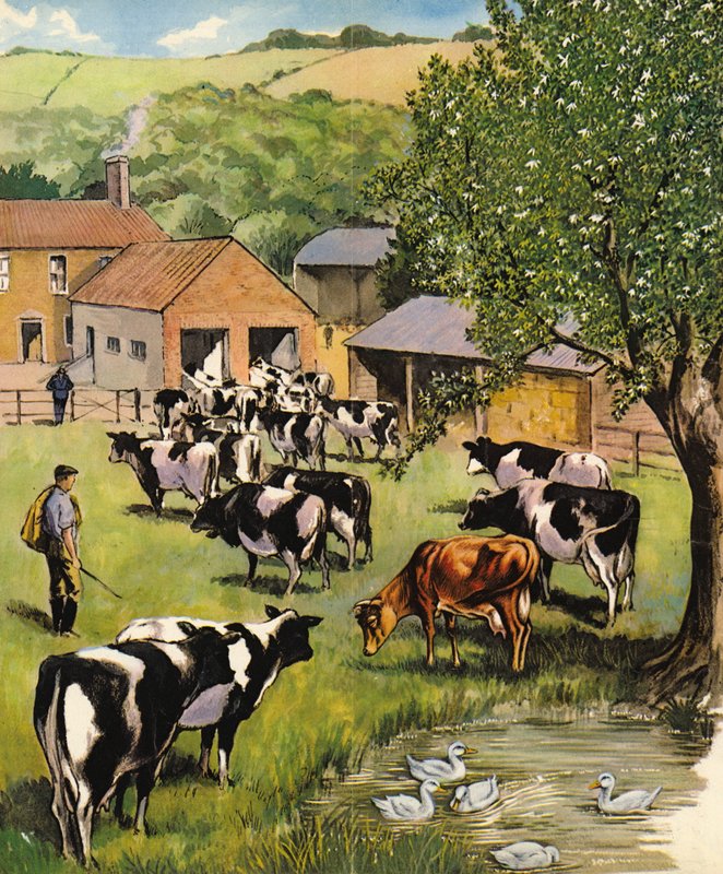 Gospodarstwo mleczne, Anglia, lata 60. autorstwa English School