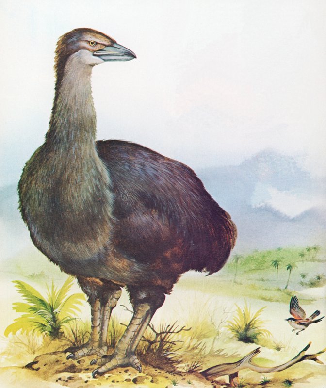 Słoń z Madagaskaru autorstwa English School