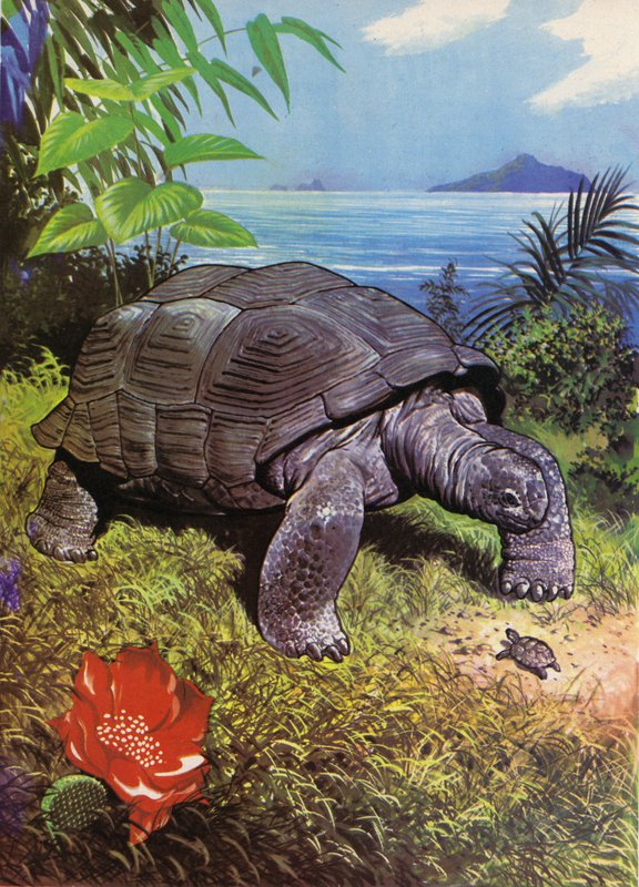 Żółw olbrzymi na Wyspach Galapagos autorstwa English School