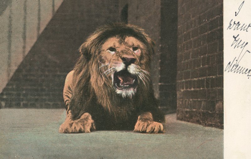 Lew w zoo warczy autorstwa English School