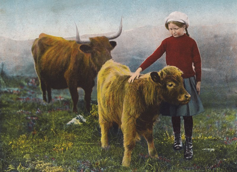 Dziewczynka głaszcząca cielę (zdjęcie kolorowe) autorstwa English Photographer