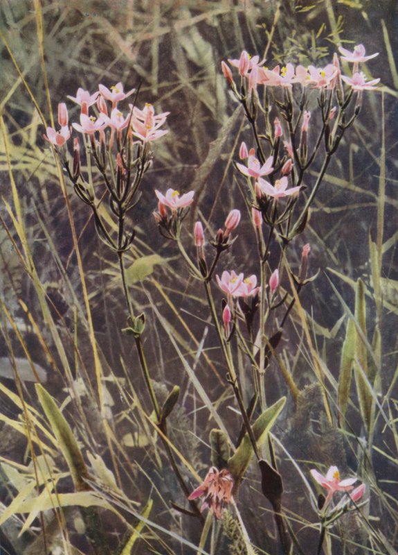 Czerwony Centaury (zdjęcie) autorstwa English Photographer