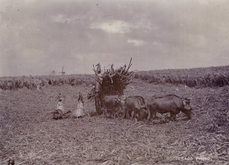 Plantacja cukru, Barbados, 1880 autorstwa English Photographer