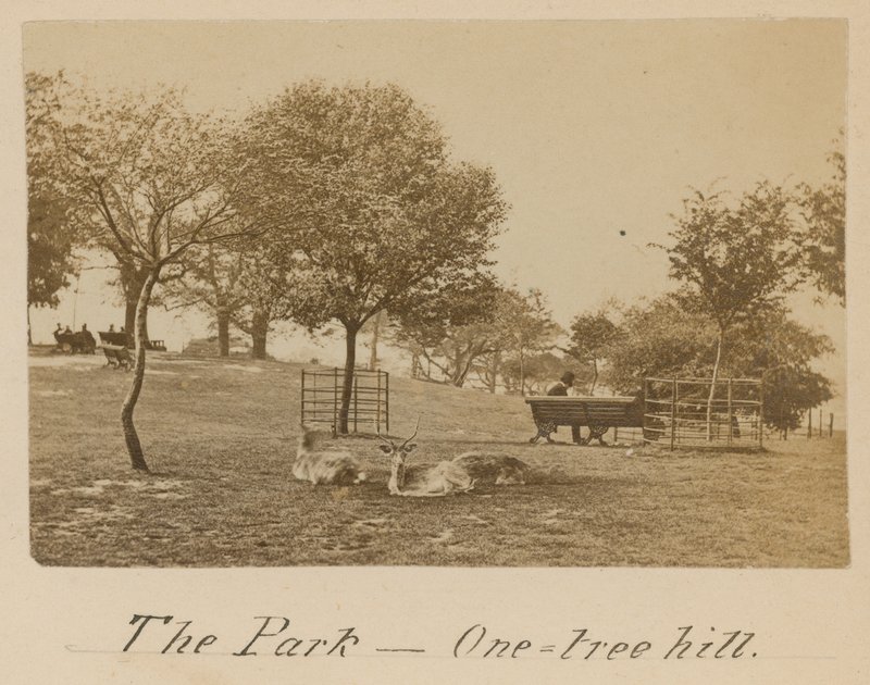 Park - One Tree Hill, Greenwich autorstwa English Photographer