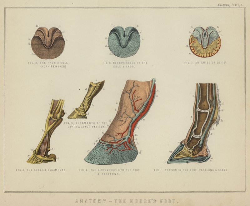 Anatomia, końska stopa (kolor lito) autorstwa English School