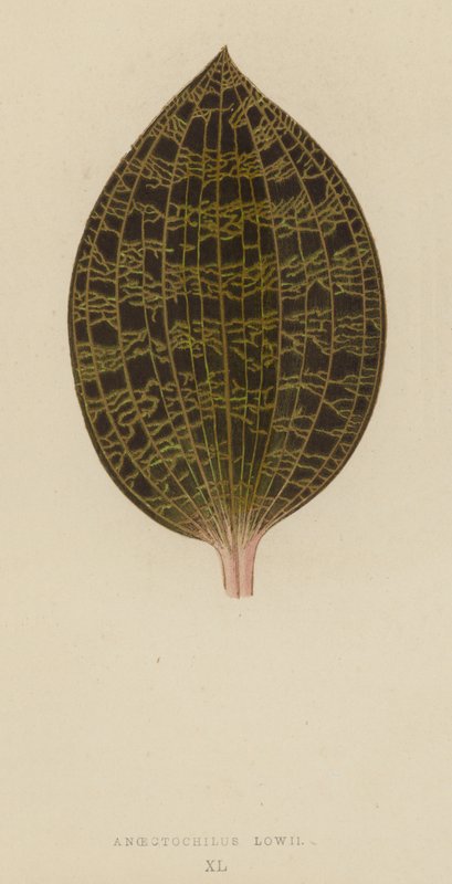 Anoectochilus Lowii autorstwa English School