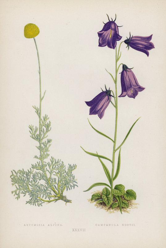 Artemisia Alpina; Campanula Hostii (litografia barwna) autorstwa English School