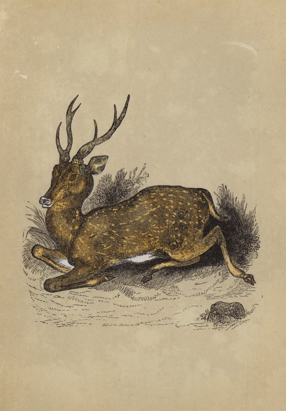 Axis Deer (kolor lito) autorstwa English School