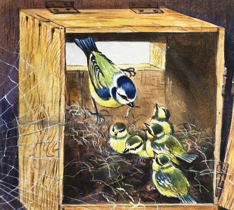 Bluetits autorstwa English School