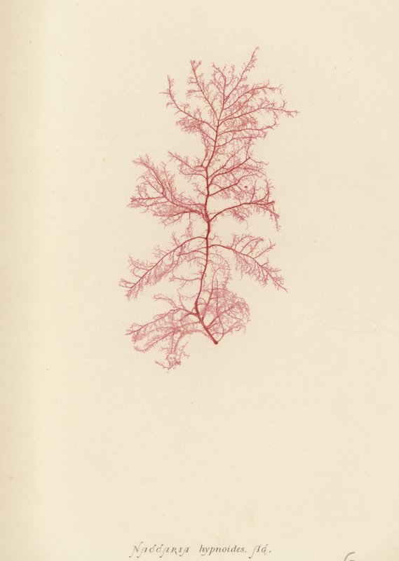 Brytyjskie wodorosty (z nadrukiem natury) autorstwa English School