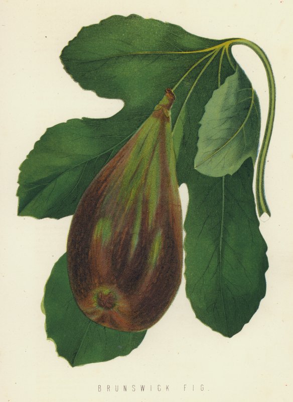 Brunszwik Fig autorstwa English School