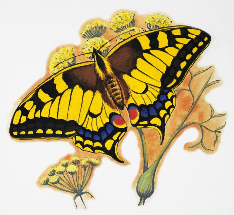 Motyl autorstwa English School
